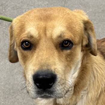 Rescue Mixed Breed Dogs for Adoption in Las Cruces, New Mexico - Conan | PetCurious