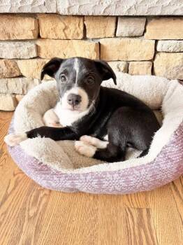 Labrador Retriever Dogs Available for Adoption in Colorado Springs, Colorado - Rocket Man | PetCurious