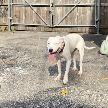 Rescue American Staffordshire Terrier Dogs for Adoption in Audubon Park, Kentucky - GHOST! | PetCurious