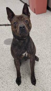 Prescott -  Pit Bull Terrier and Mixed Breed Dog for Adoption in Kansas City, Missouri - Prescott | PetCurious