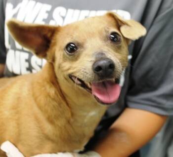 Rescue Chihuahua and Mixed Breed Dogs for Adoption in Picayune, Mississippi - Chico | PetCurious