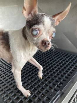 LIDA BIDA BODA -  Mixed Breed Dog for Adoption in Dallas, Texas - LIDA BIDA BODA | PetCurious