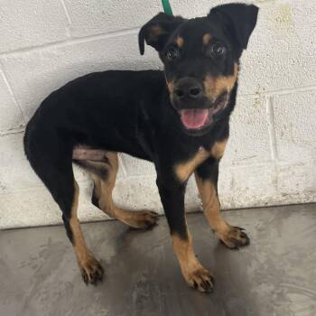 Jello -  Rottweiler and Mixed Breed Dog for Adoption in Edinburg, Texas - Jello | PetCurious