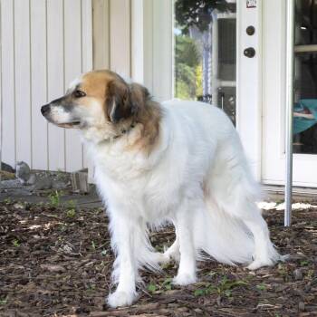 Mayzie -  Great Pyrenees Dog for Adoption in Mckean, Pennsylvania - Mayzie | PetCurious