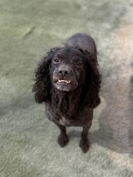 Emma -  Boykin Spaniel Dog for Adoption in Boulder City, Nevada - Emma | PetCurious