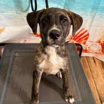 Brownie Batter -  Terrier and Mixed Breed Dog for Adoption in Gastonia, North Carolina - Brownie Batter | PetCurious