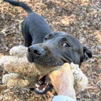 Atherton -  Labrador Retriever Dog for Adoption in Oakland, California - Atherton | PetCurious