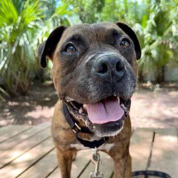 Nephew -  Mixed Breed Dog for Adoption in Charleston, South Carolina - Nephew | PetCurious