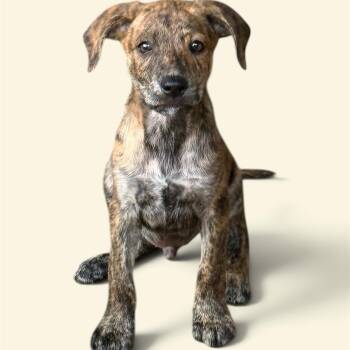Pilgrim BM3 -  Mixed Breed Dog for Adoption in Isabela, Isabela - Pilgrim BM3 | PetCurious