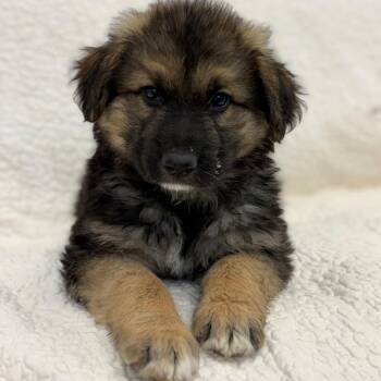 Will Turner -  Mixed Breed Dog for Adoption in Park City, Utah - Will Turner | PetCurious