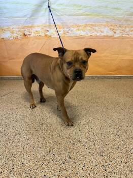 OLIVER -  American Bulldog Dog for Adoption in Doral, Florida - OLIVER | PetCurious