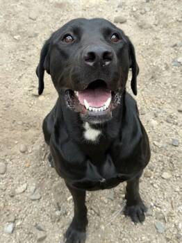 PICKLES -  Labrador Retriever Dog for Adoption in South Lake Tahoe, California - PICKLES | PetCurious