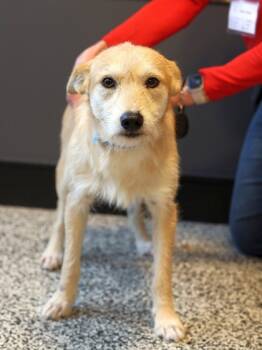 Rescue Mixed Breed Dogs for Adoption in West Chester, Pennsylvania - Birch | PetCurious