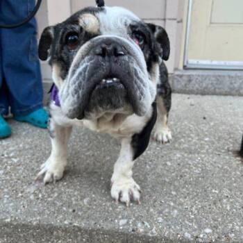 English Bulldog Dogs Available for Adoption in Chicago, Illinois - Mochi | PetCurious