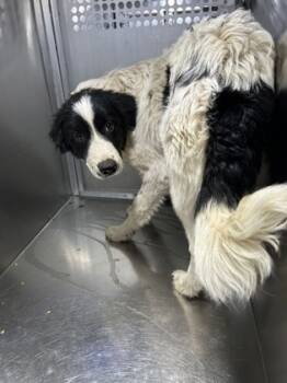 Rescue Border Collie and Mixed Breed Dogs for Adoption in Fort Worth, Texas - Miles | PetCurious