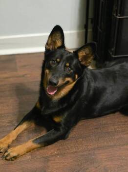 Australian Kelpie and Australian Cattle Dog Blue Heeler Dogs Available for Adoption in Eatontown, New Jersey - Dingo | PetCurious
