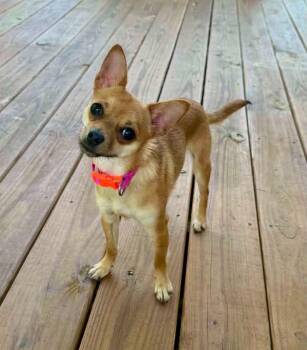 Coco Cleo -  Chihuahua Dog for Adoption in Milton, Georgia - Coco Cleo | PetCurious
