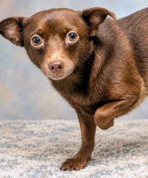 Polly -  Chihuahua Dog for Adoption in Westfield, New York - Polly | PetCurious
