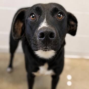 Venus -  Labrador Retriever and Mixed Breed Dog Available for Adoption in Marshall, Texas - Venus | PetCurious