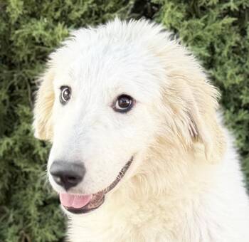 Mystical Lil Ms Mithra - YUM -  Great Pyrenees Dog for Adoption in North Valley, New Mexico - Mystical Lil Ms Mithra - YUM | PetCurious