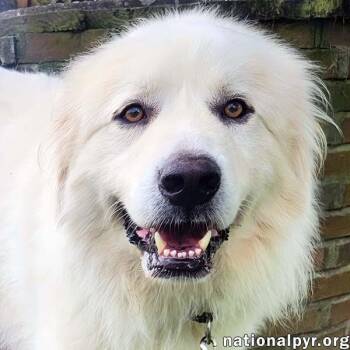 Brody in KY - Loves To Curl Up With His Blanket -  Great Pyrenees Dog for Adoption in Beacon, New York - Brody In KY - Loves To Curl Up With His Blanket | PetCurious