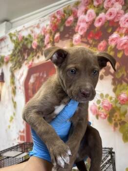Pit Bull Terrier Dogs Available for Adoption in San Bernardino, California - MAISY | PetCurious