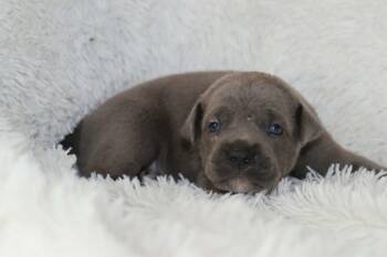 Topaz- Mama Ruby Anns Gemstones -  Pit Bull Terrier Dog for Adoption in Carmel Hamlet, New York - Topaz- Mama Ruby Anns Gemstones | PetCurious