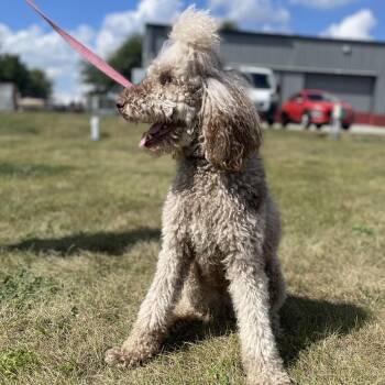 Osha -  Standard Poodle Dog for Adoption in Champaign, Illinois - Osha | PetCurious