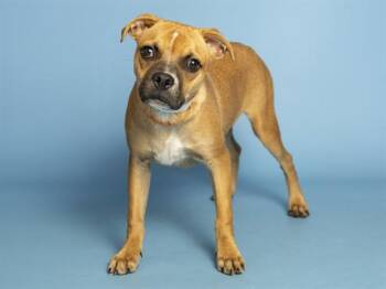 CHICKEN JOE -  Boxer Dog for Adoption in Phoenix, Arizona - CHICKEN JOE | PetCurious