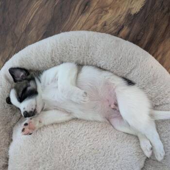 Pointer and Mixed Breed Dogs Available for Adoption - Boltund D67777 | PetCurious