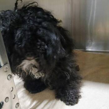 Mixed Breed Dogs Available for Adoption in Davenport, Iowa - Bets | PetCurious