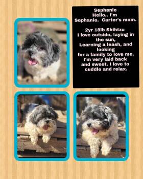Rescue Shih Tzu Dogs for Adoption in West Warwick, Rhode Island - SEFFY In RHODE ISLAND | PetCurious