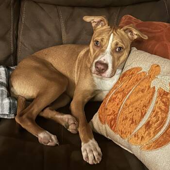 BJ -  Pit Bull Terrier Dog for Adoption in Weatherford, Texas - BJ | PetCurious