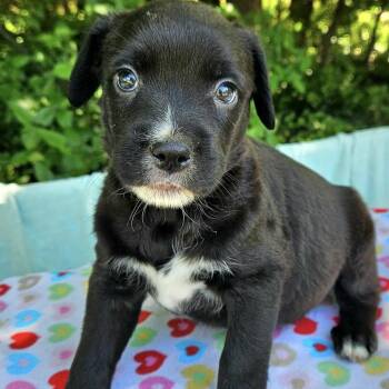 Border Collie and Mixed Breed Dogs Available for Adoption in Pelham, New Hampshire - Audi  | PetCurious