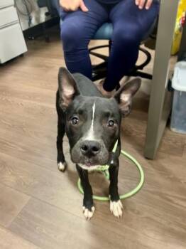 Kumar -  Pit Bull Terrier and Mixed Breed Dog for Adoption in Atlanta, Georgia - Kumar | PetCurious