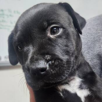 Angus-5958 -  Black Labrador Retriever and Mixed Breed Dog for Adoption in Tyler, Texas - Angus-5958 | PetCurious