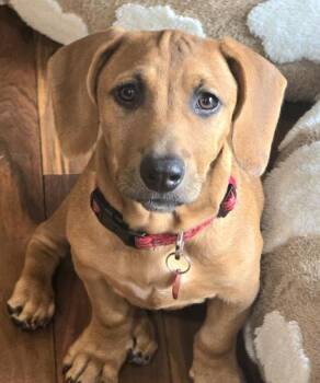 Charlie LA -  Dachshund Dog for Adoption in Baltimore, Maryland - Charlie LA | PetCurious