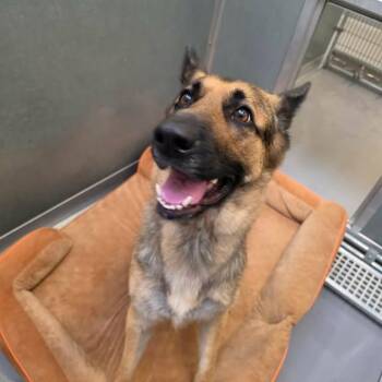 Cleo -  German Shepherd Dog Dog for Adoption in Vinita, Oklahoma - Cleo | PetCurious