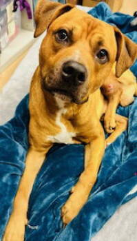 Rescue Rhodesian Ridgeback and Mountain Cur Dogs for Adoption in Nashville, Tennessee - Tyke {COMING SOON} | PetCurious