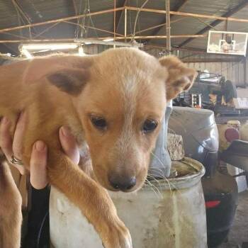 Mixed Breed Dogs Available for Adoption - O