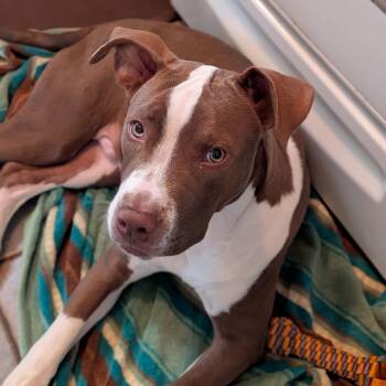 Pit Bull Terrier Dogs Available for Adoption in Dallas, Texas - Rudy | PetCurious