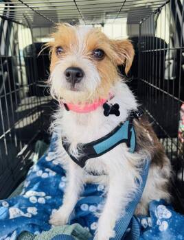 Terrier and Mixed Breed Dogs Available for Adoption in Los Angeles, California - Pickles | PetCurious