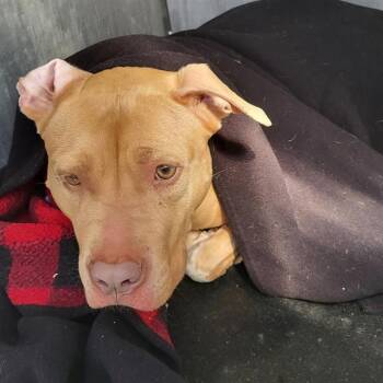 American Staffordshire Terrier Dogs Available for Adoption - FE | PetCurious