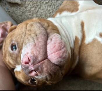 American Bully Dogs Available for Adoption - Motion | PetCurious