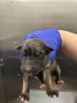 Rescue Mixed Breed Dogs for Adoption in Dallas, Texas - 11 | PetCurious