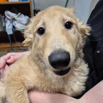 Golden Retriever and Shepherd Dogs Available for Adoption in Yuma, Arizona - Leo | PetCurious