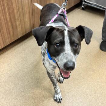 Shadow -  Australian Cattle Dog Blue Heeler and Mixed Breed Dog for Adoption in Corpus Christi, Texas - Shadow | PetCurious