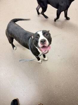 Suzie -  Pit Bull Terrier and Mixed Breed Dog for Adoption in South Bend, Indiana - Suzie | PetCurious