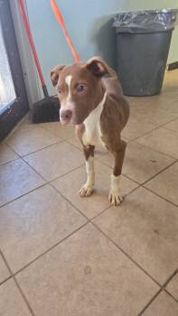 Rescue Pit Bull Terrier Dogs for Adoption in Marion, Ohio - Hermione | PetCurious