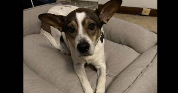 Cattle Dog and Corgi Dogs Available for Adoption in Naperville, Illinois - Frankie | PetCurious